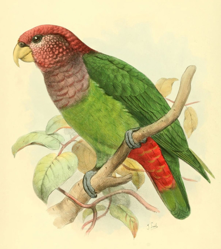 Plum-crowned Parrot