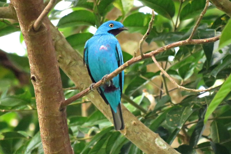 Plum-throated Cotinga