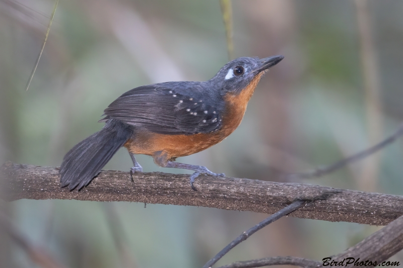 Plumbeous Antbird