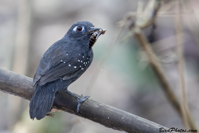 Plumbeous Antbird