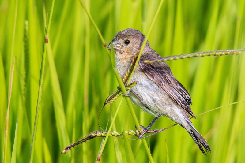 Plumbeous Seedeater