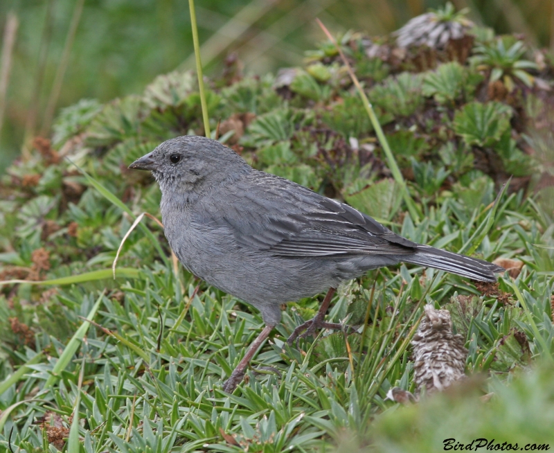 Plumbeous Sierra Finch