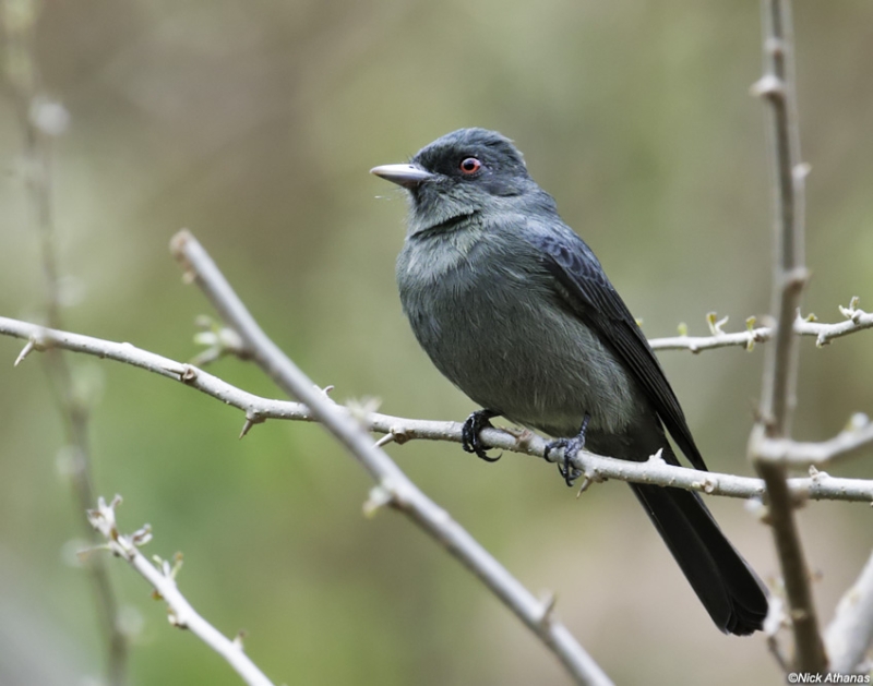 Plumbeous Tyrant