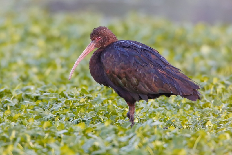 Puna Ibis