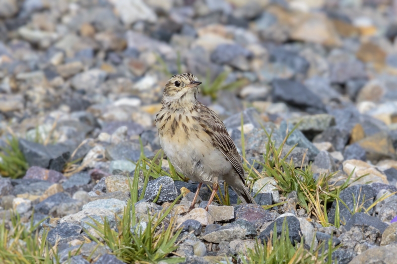 Puna Pipit