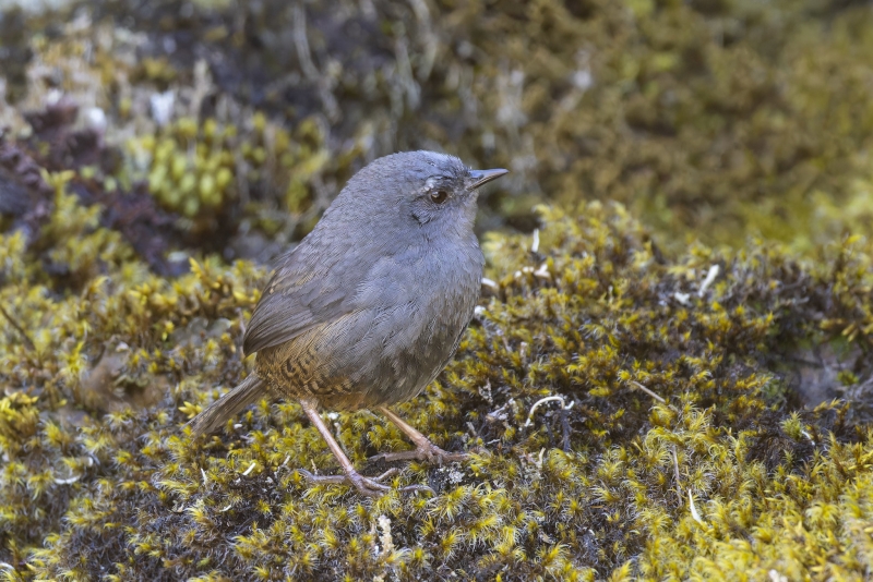 Puna Tapaculo