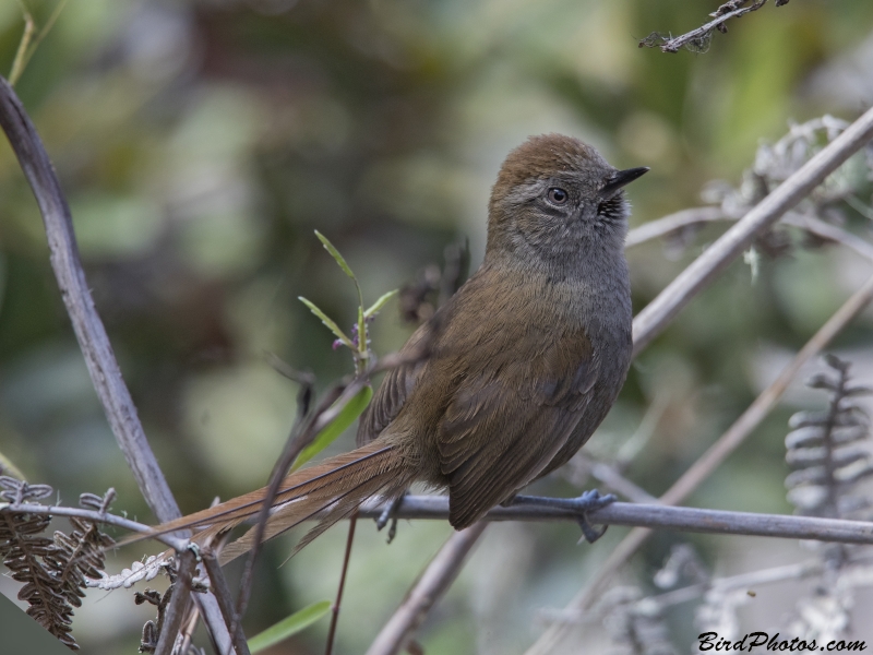 Puna Thistletail