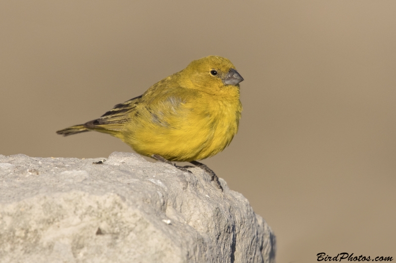 Puna Yellow Finch