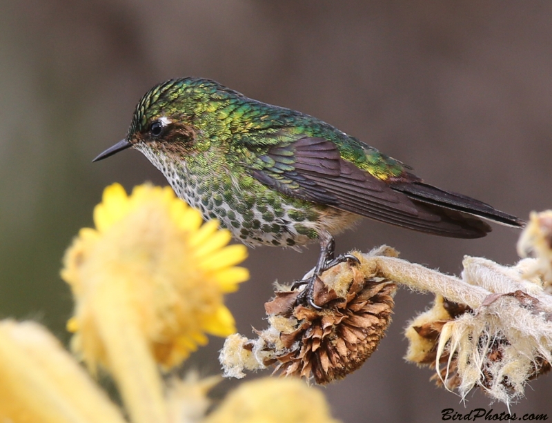 Purple-backed Thornbill