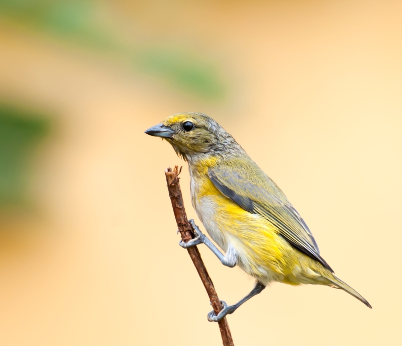 Purple-throated Euphonia