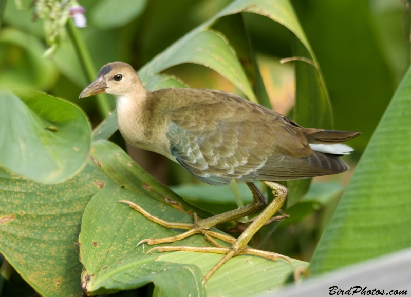 Purple Gallinule