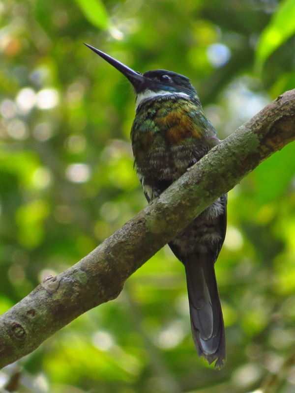 Purplish Jacamar