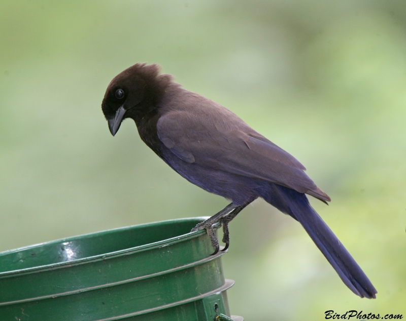 Purplish Jay