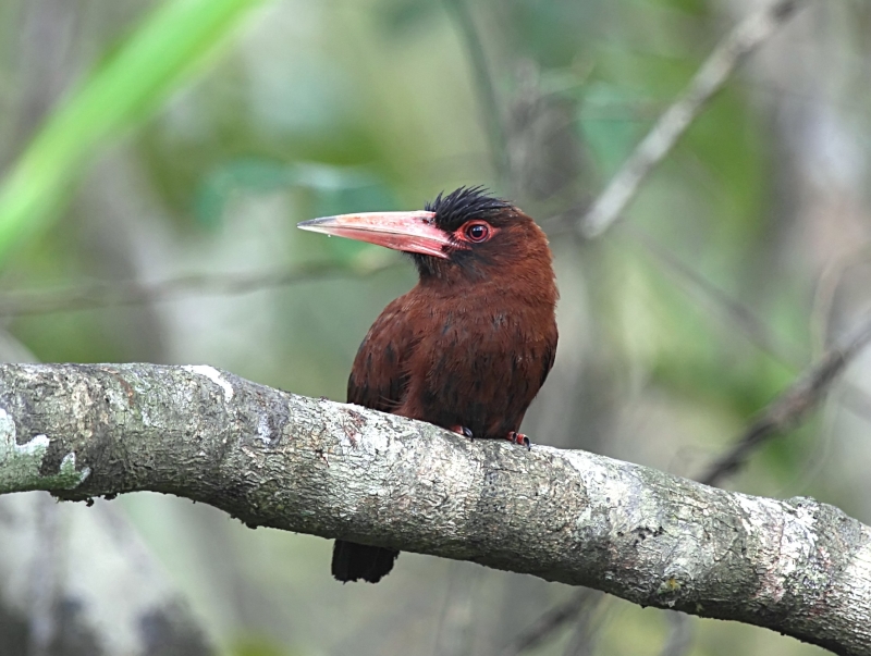 Purus Jacamar