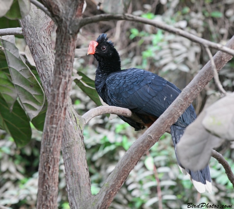 Razor-billed Curassow