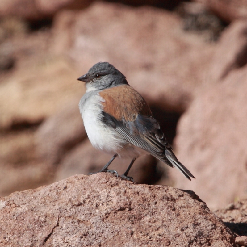 Red-backed Sierra Finch