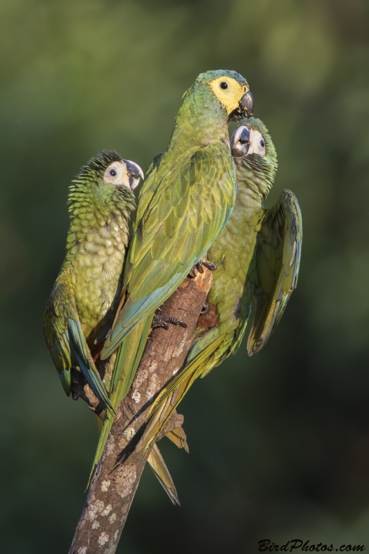 Red-bellied Macaw