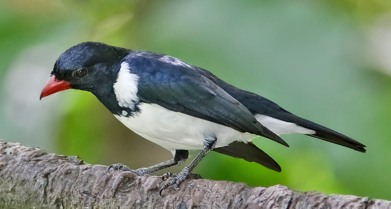 Red-billed Pied Tanager