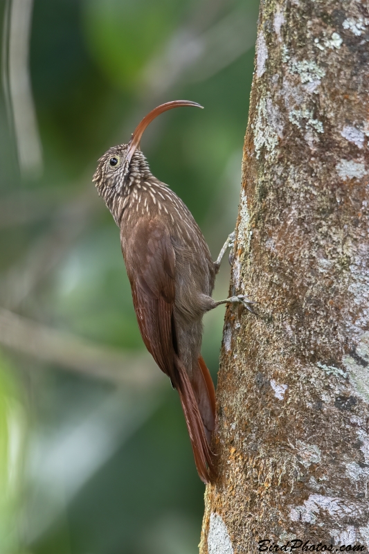 Red-billed Scythebill