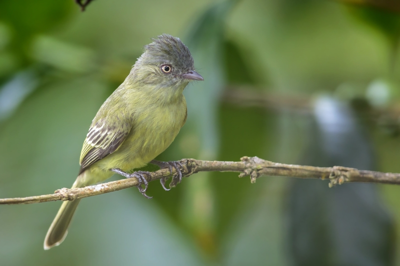 Red-billed Tyrannulet