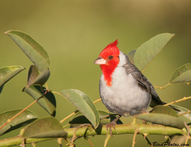 Red-crested Cardinal