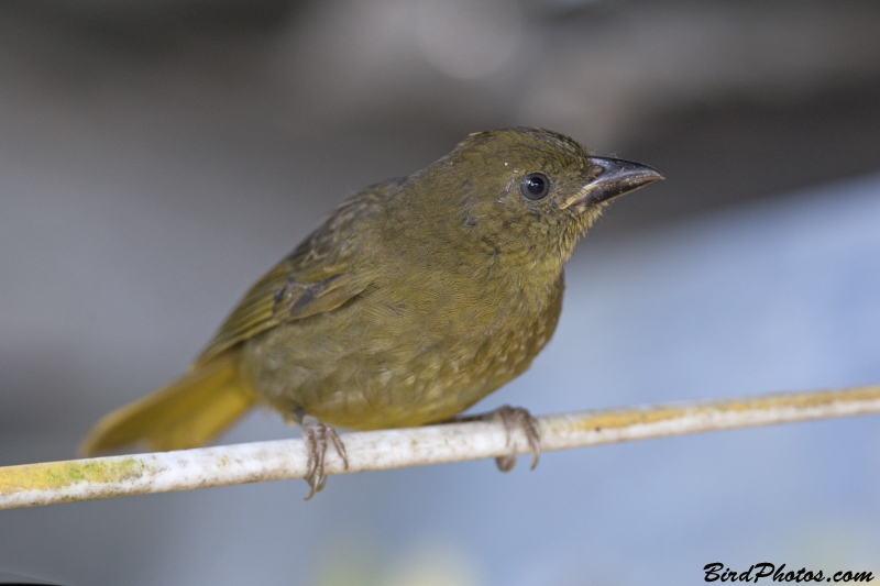 Red-crowned Ant Tanager