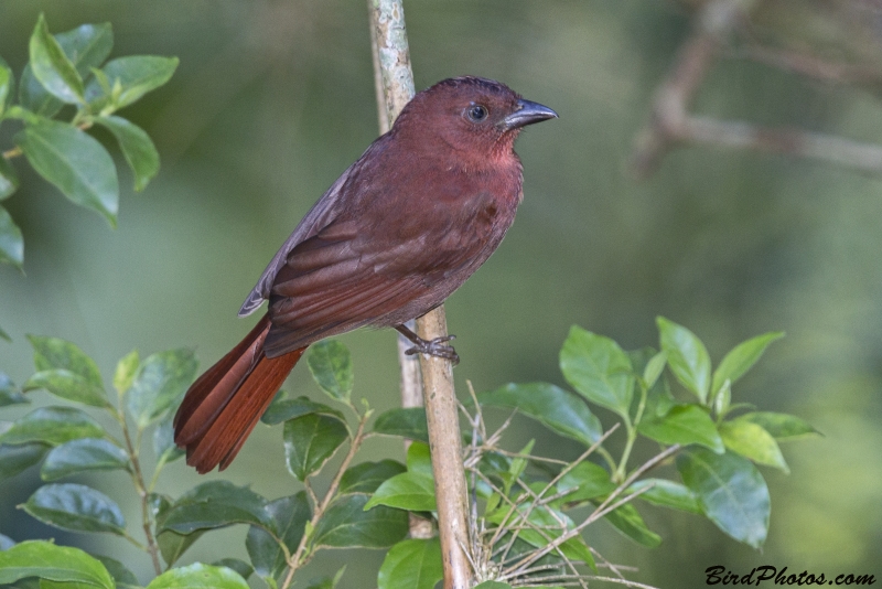 Red-crowned Ant Tanager