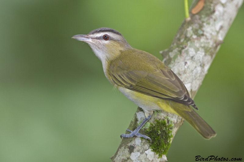 Red-eyed Vireo