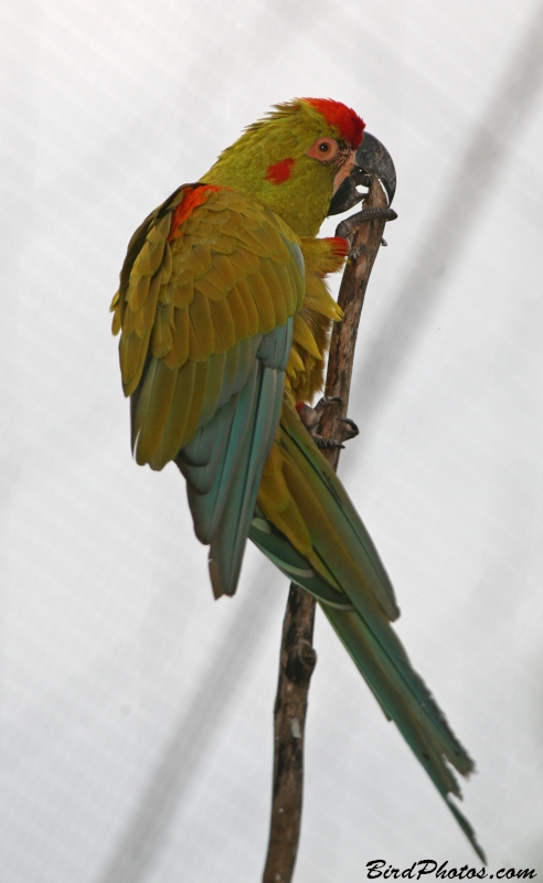 Red-fronted Macaw