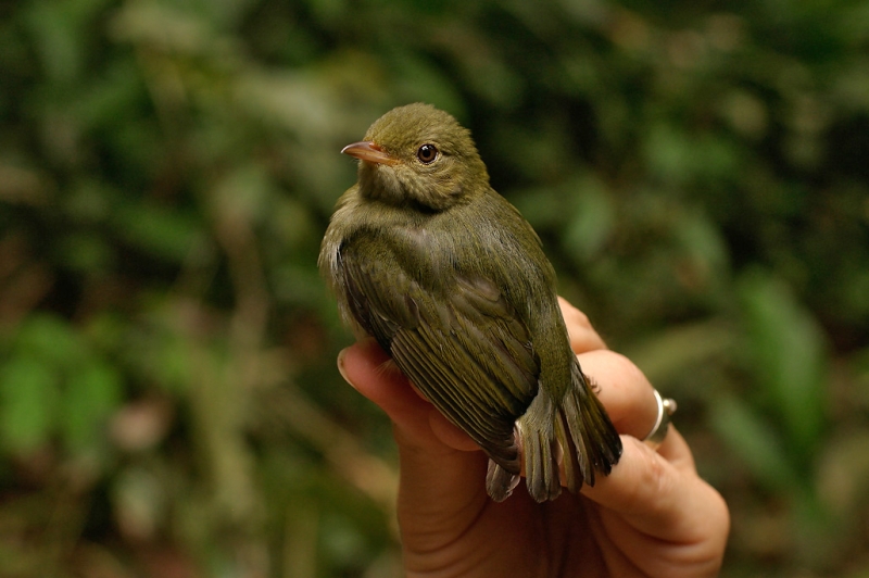 Red-headed Manakin