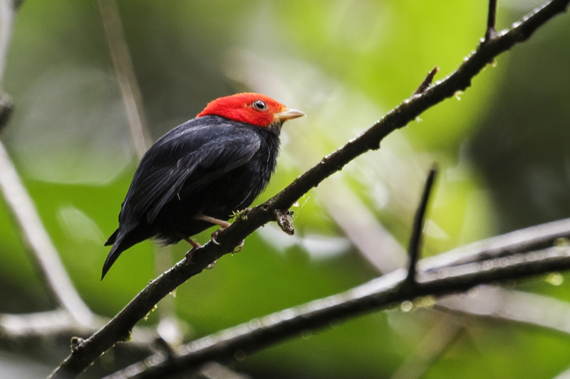 Red-headed Manakin