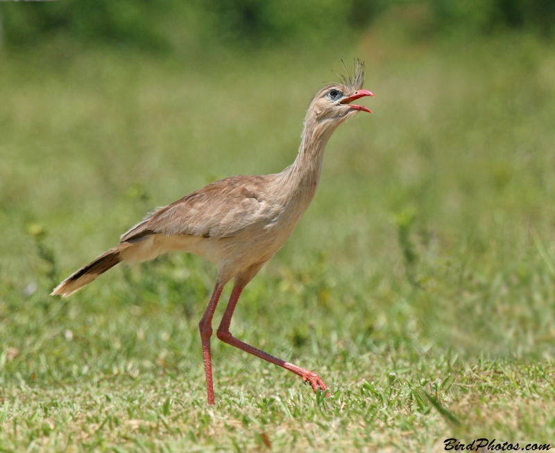 Red-legged Seriema