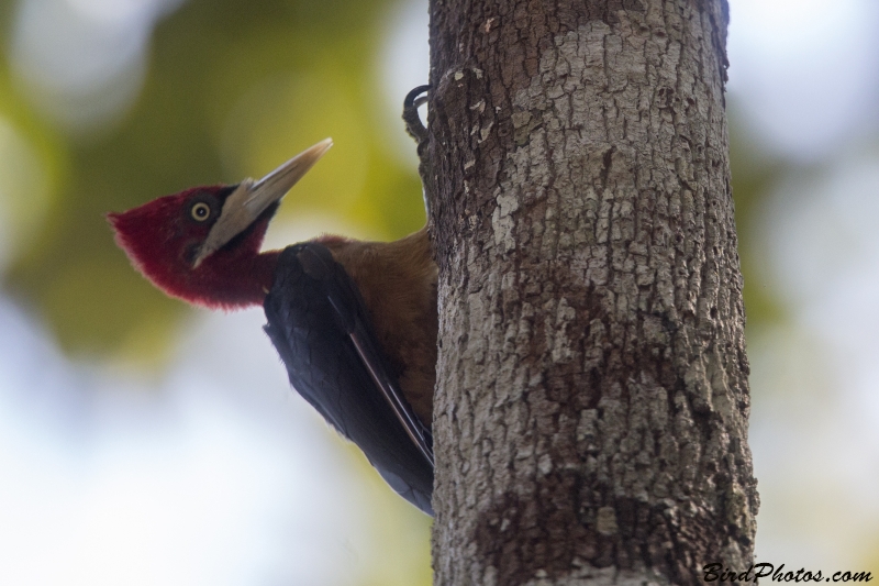 Red-necked Woodpecker