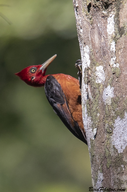 Red-necked Woodpecker