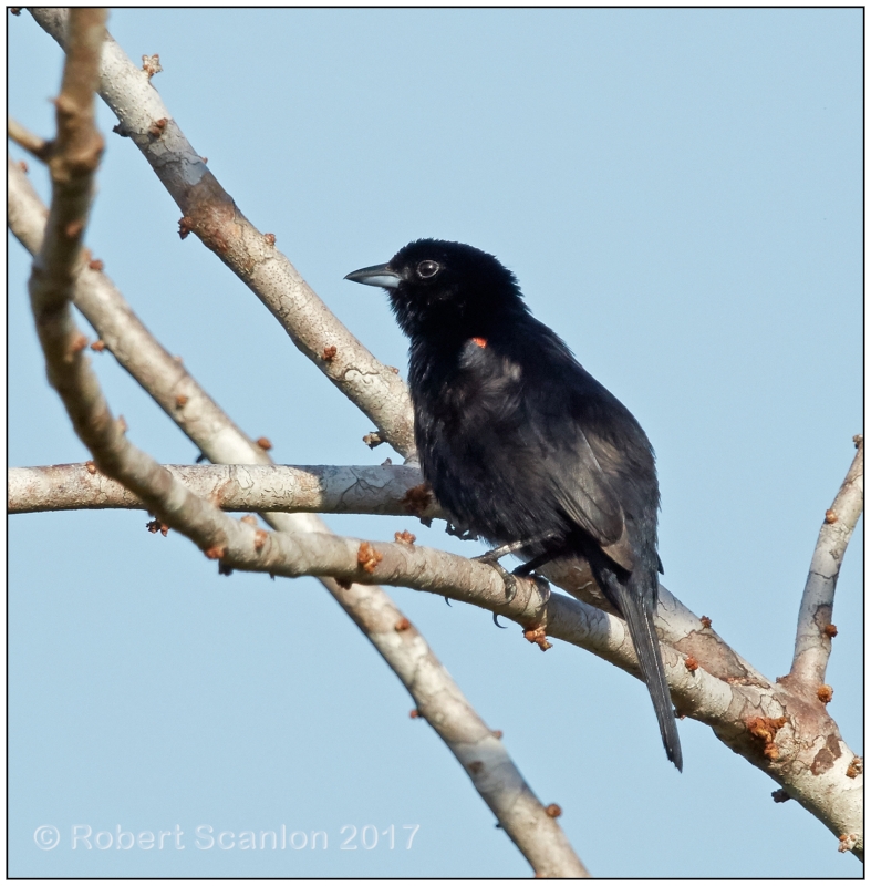 Red-shouldered Tanager