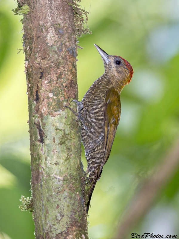 Red-stained Woodpecker