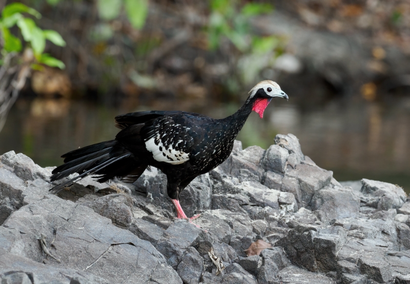 Red-throated Piping Guan