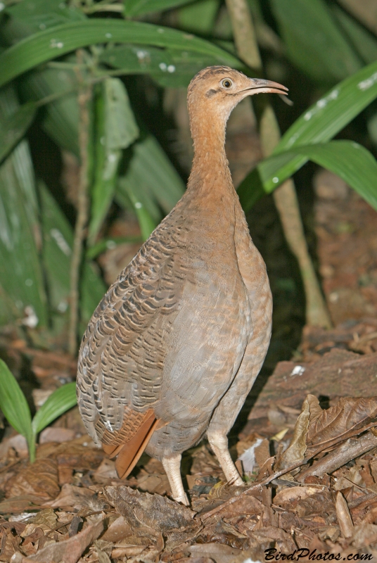 Red-winged Tinamou