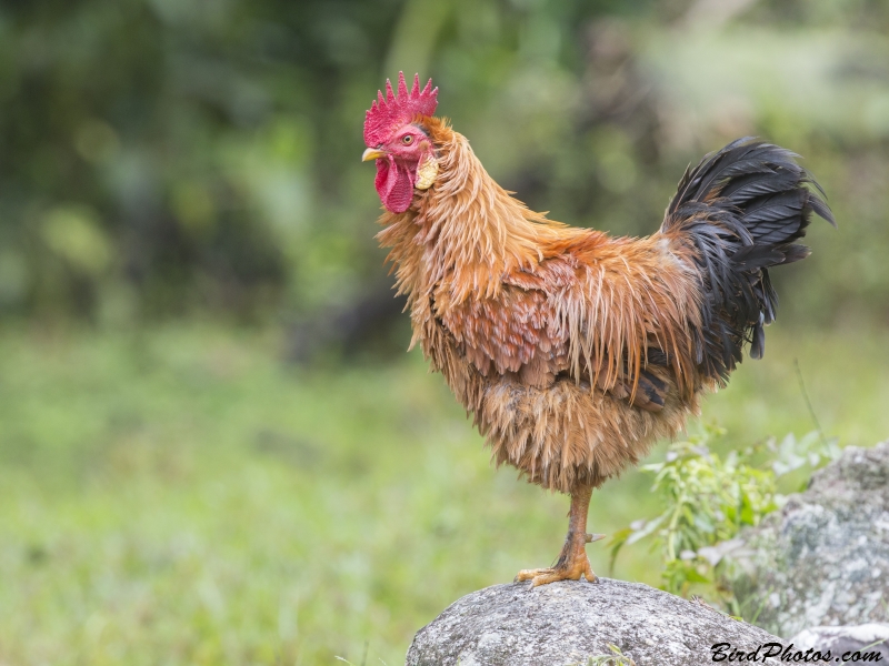 Red Junglefowl