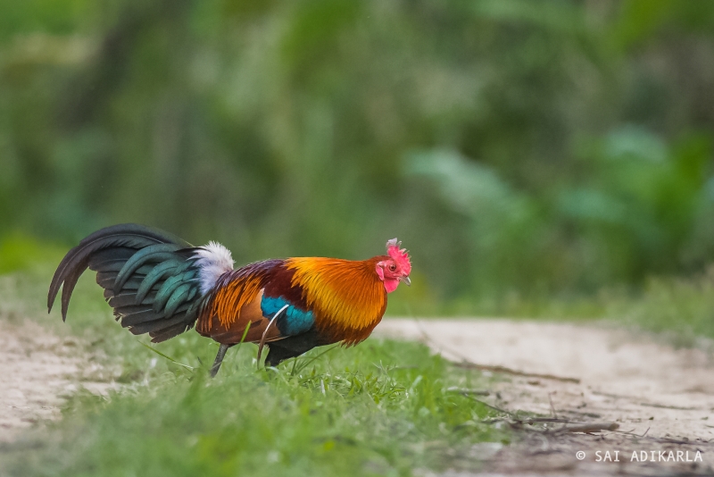 Red Junglefowl