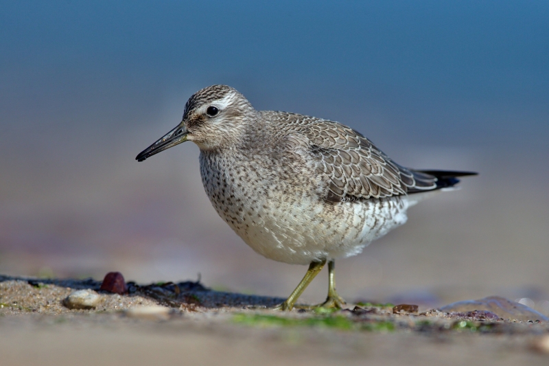 Red Knot