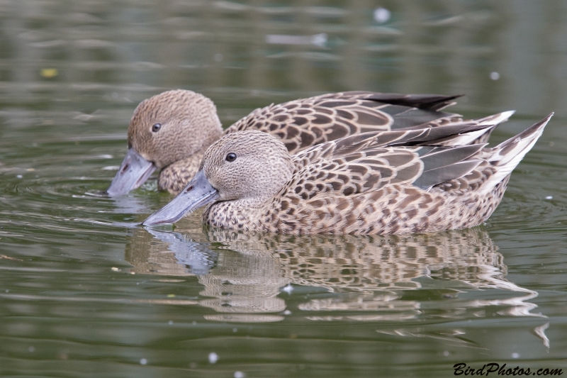 Red Shoveler