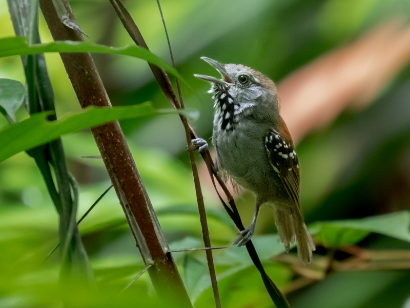 Rio Madeira Stipplethroat