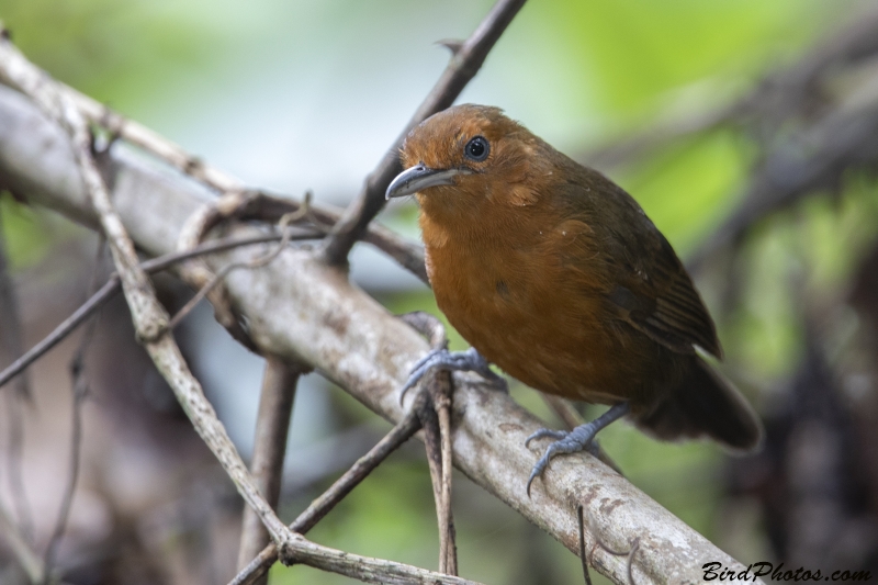 Riparian Antbird