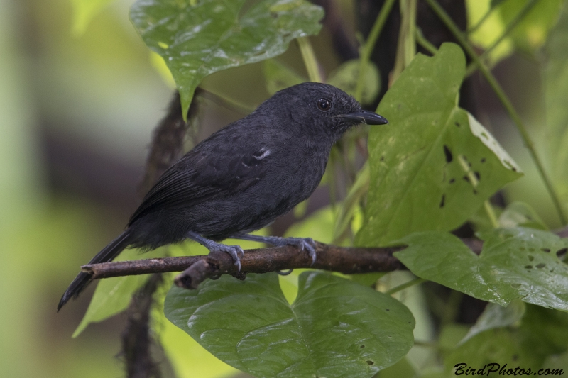 Riparian Antbird