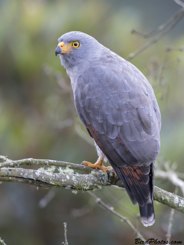 Roadside Hawk