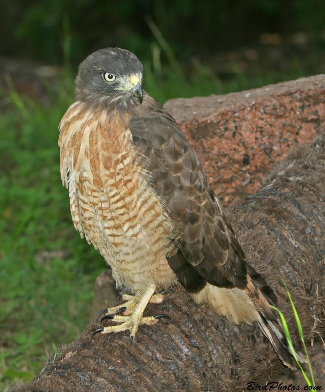 Roadside Hawk