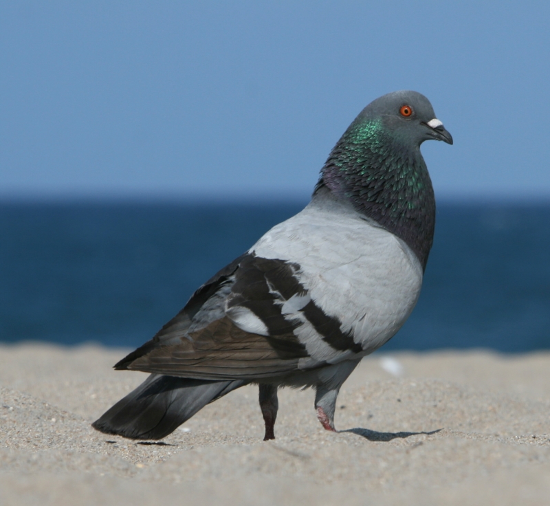 Rock Dove