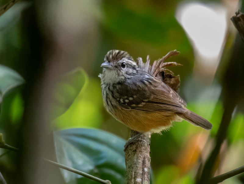 Rondonia Warbling Antbird