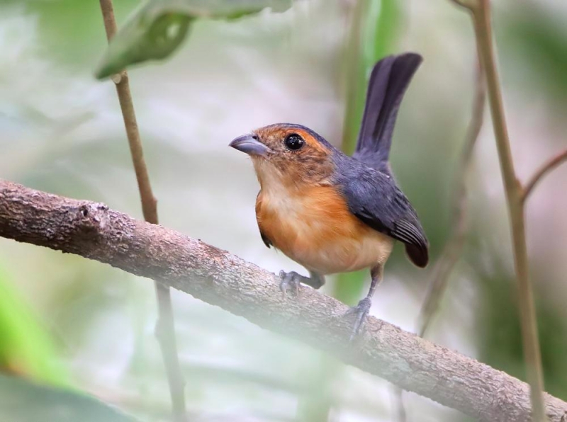 Rose-breasted Chat